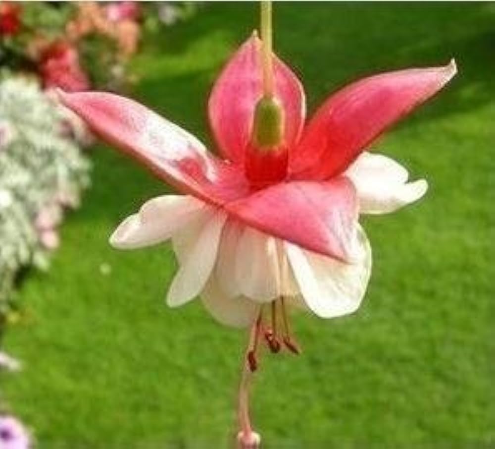 fuchsia lantern flower seeds