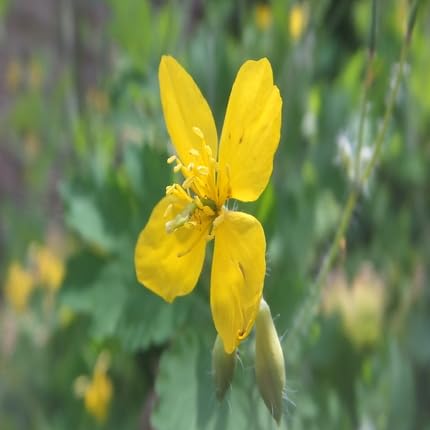 Yellow Celandine Flower Seeds – Heirloom, Non-GMO, High Germination Organic Garden Seeds