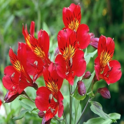 Red Alstroemeria Flower Seeds – Heirloom, Non-GMO, High Germination Organic Garden Seeds for Planting