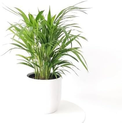 green chrysalidocarpus flower seeds