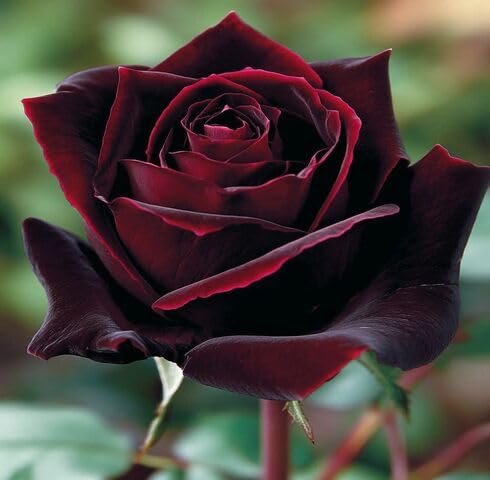 Black Red Rose Flower Seeds for Planting – Heirloom Non-GMO High Germination Seeds