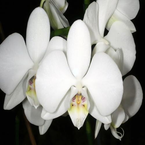 white phalaenopsis flower seeds