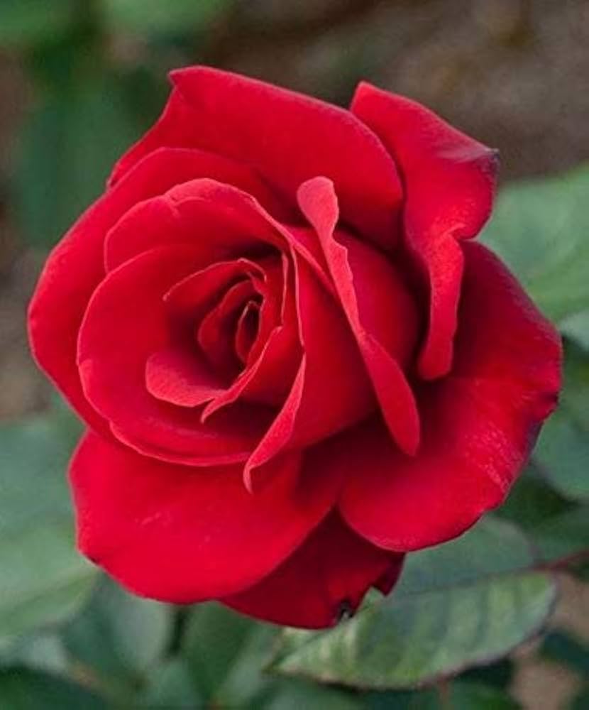 red edge flower seeds