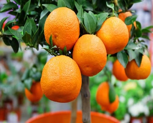 Orange Seeds – Heirloom, Non-GMO, High Germination Organic Garden Seeds