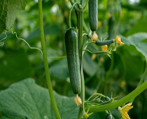 Cucumber Seeds – Heirloom, Non-GMO, High Germination Organic Garden Seeds Planting