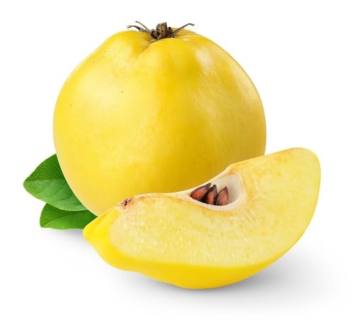 Yellow Quince Seeds Heirloom Non-GMO High Germination Organic Garden Seeds for Planting