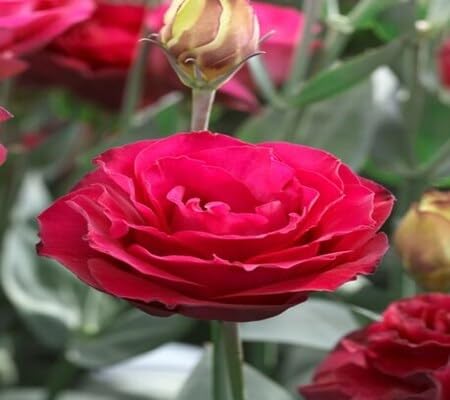 Red Lisianthus Flower Seeds – Heirloom, Non-GMO, High Germination Seeds