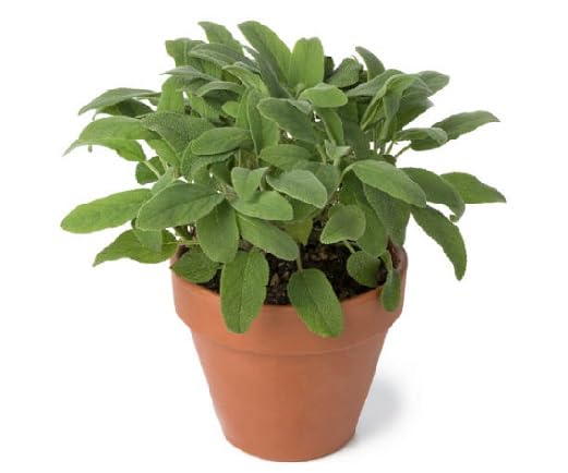 Green Sage Plant Seeds Heirloom Non-GMO High Germination Organic Garden Seeds for Planting