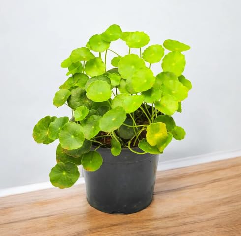 greencentellaasiaticaheirloomnongmo flower seeds