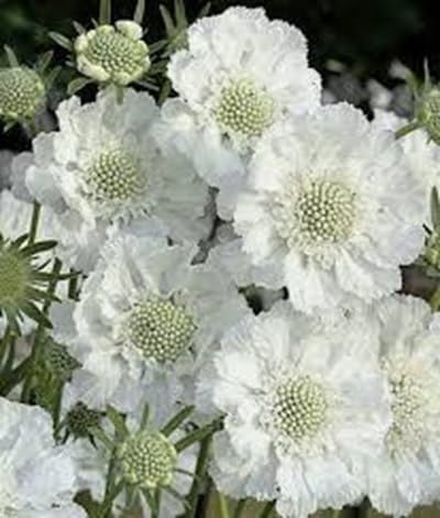 Scabiosa Flower Seeds for Planting – Heirloom, Non-GMO High Germination Organic Garden Seeds