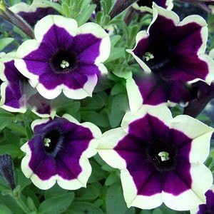 darkpurplemagentapetuniaflowerheirloomnongmo flower seeds