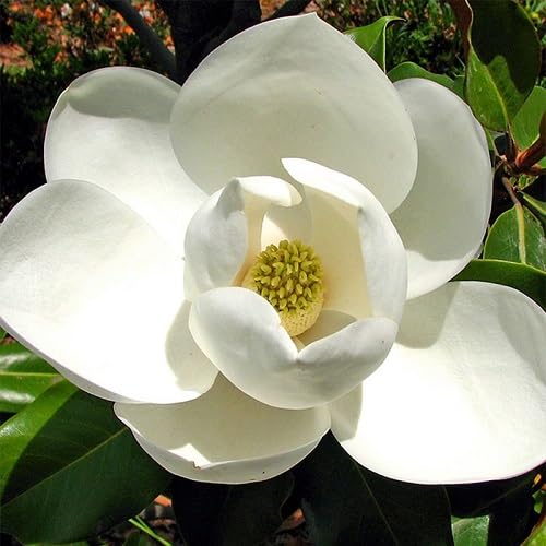 Magnolia Flower Seeds White – Heirloom, Non-GMO, High Germination Seeds