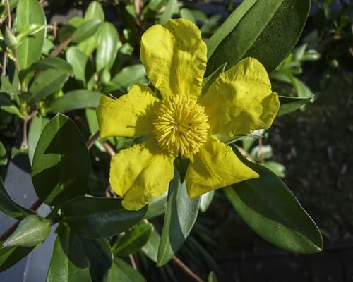 Yellow Guinea Flower Seeds – Heirloom, Non-GMO, High Germination Seeds