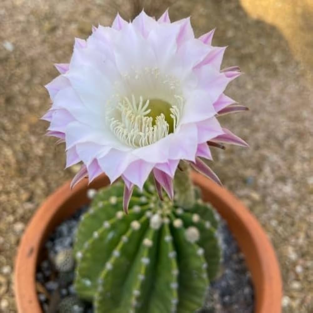 Lily Oxygona herb seeds