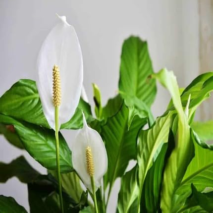 white spathiphyllum flower seeds