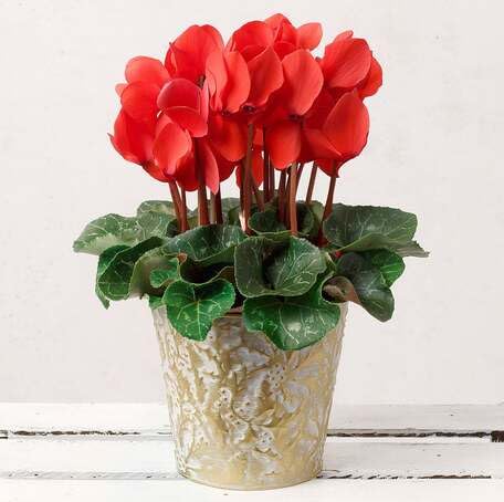 redcyclamenflowerheirloomnongmo flower seeds