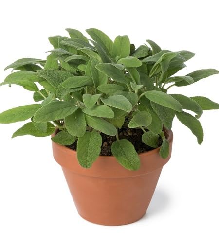 Green Sage Plant Seeds Heirloom Non-GMO High Germination Organic Garden Seeds for Planting