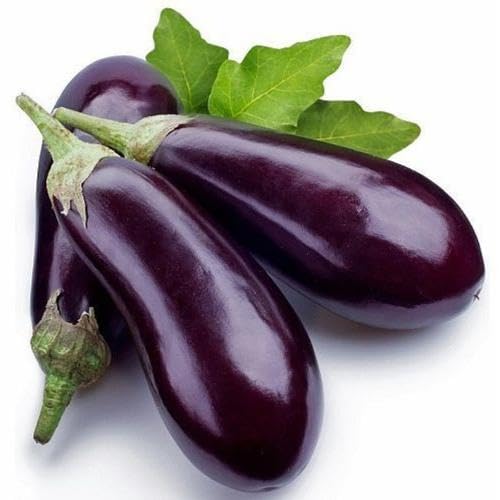 Purple Eggplant Seeds – Heirloom, Non-GMO, High Germination Organic Garden Seeds Planting