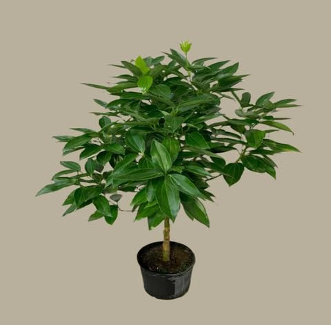 greencinnamontreeheirloomnongmo flower seeds