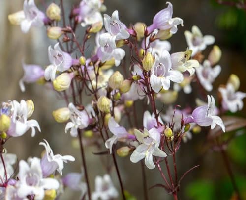 white penstemon flower heirloom non-gmo seeds