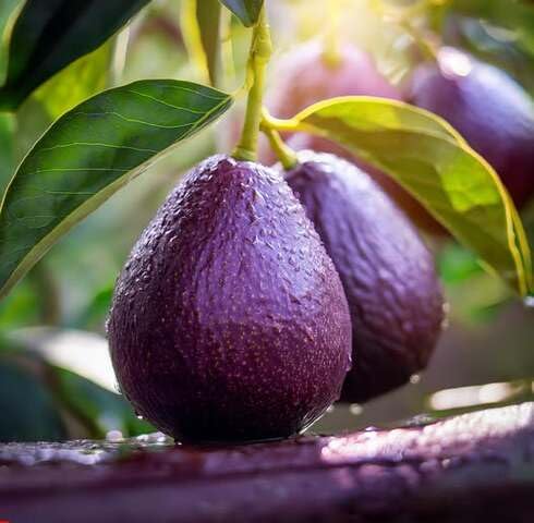 Purple Avocado Seeds – Heirloom, Non-GMO, High Germination Organic Garden Seeds