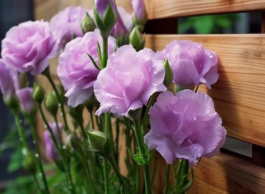 lisianthus flower purple heirloom non-gmo seeds