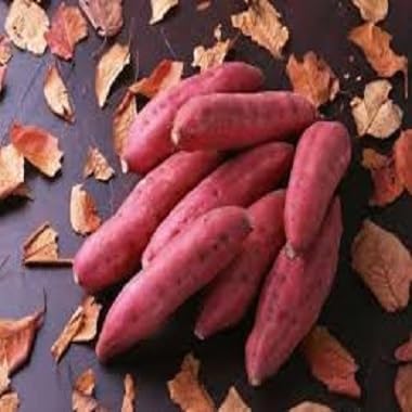 Pink Sweet Potato Seeds – Heirloom, Non-GMO, High Germination Organic Garden Seeds Planting