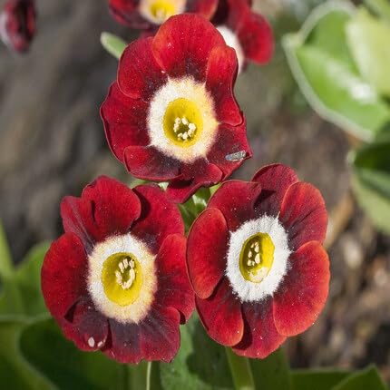 Red Primula Auricula Flower Seeds Heirloom Non-GMO High Germination Organic Garden Seeds for Planting