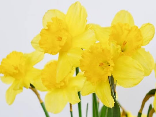 yellow daffodil flower heirloom non-gmo seeds