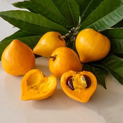 Dulcificum Seeds – Heirloom, Non-GMO, High Germination Organic Garden Seeds