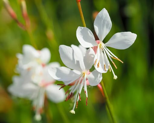 whitegauralindheimeriflowerheirloomnongmo flower seeds