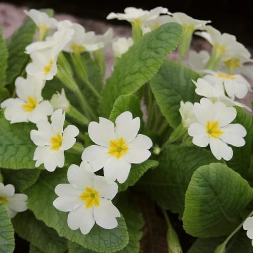 White Polyanthus Flower Seeds Heirloom Non-GMO High Germination Organic Garden Seeds for Planting