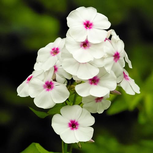 Weiße Phlox-Blumensamen – Alte Sorte gentechnikfrei hohe Keimrate Bio-Gartensamen