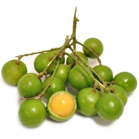 Mamoncillo Seeds – Heirloom, Non-GMO, High Germination Organic Garden Seeds