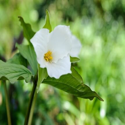 white trillium flower seeds