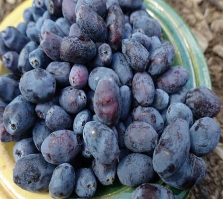 Haskap Fruit Seeds for Planting – Heirloom Non-GMO High Germination Organic Garden Seeds