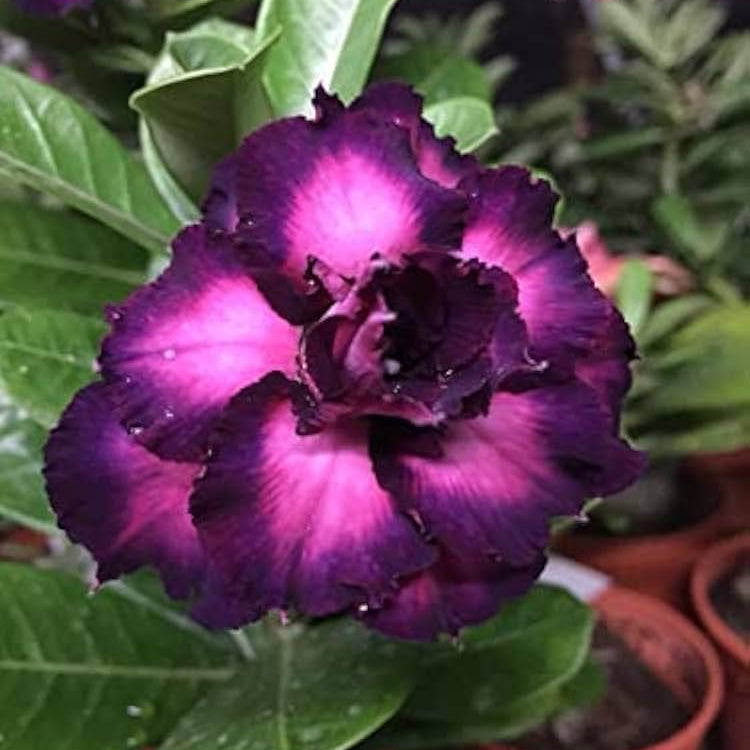 Purple Violet Double Desert Rose Adenium Seeds for Planting