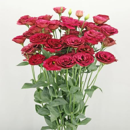 red eustoma flower seeds