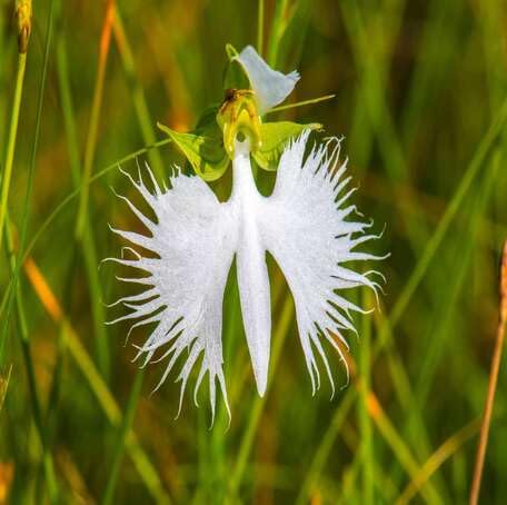 Semillas de flor de orquídea garceta blanca, reliquia, sin OMG, semillas de alta germinación