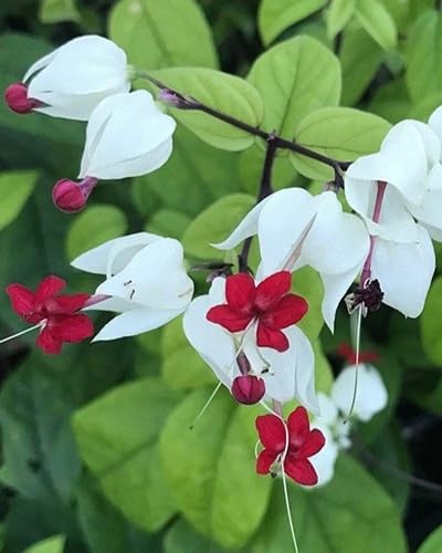 Semillas de flor de corazón sangrante rojas y blancas, reliquia, sin OMG, alta germinación, semillas orgánicas para plantar en el jardín