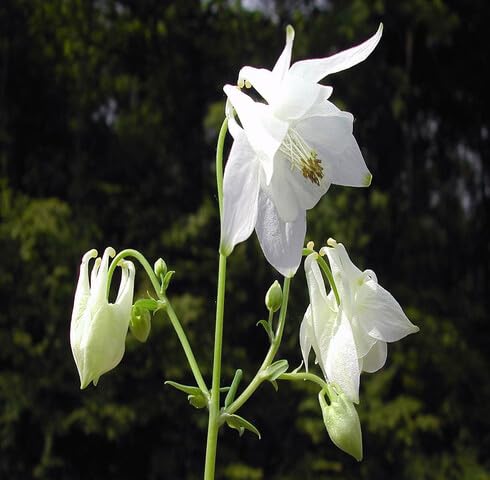 White Aquilegia Vulgaris Flower Seeds Heirloom Non-GMO High Germination Organic Garden Seeds