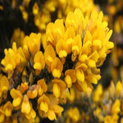 Yellow Gorse Ulex Flower Seeds Heirloom Non-GMO High Germination Organic Garden Seeds