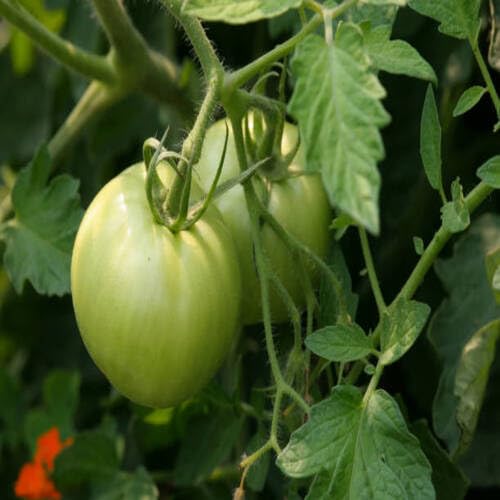 Tomaten Grüne Samen – Alte Sorte, gentechnikfrei, keimstarke Bio-Gartensamen