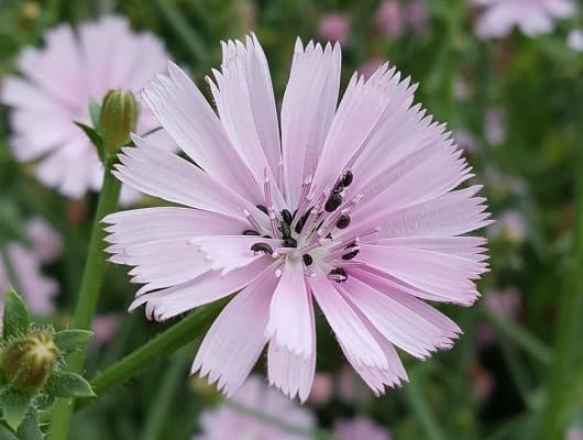 Pink Cichorium Intybus Flower Seeds Heirloom Non-GMO High Germination Organic Garden Seeds for Planting