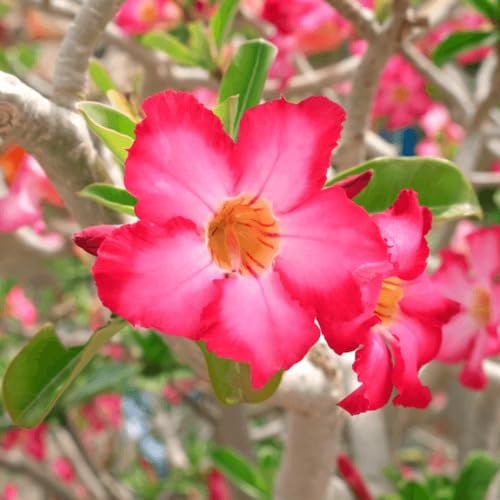 Red Adenium Obesum Flower Seeds – Heirloom, Non-GMO, High Germination Organic Garden Seeds for Planting