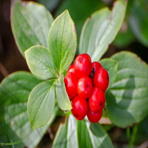 Red Ginseng Melon Seeds – Heirloom, Non-GMO, High Germination Organic Garden Seeds