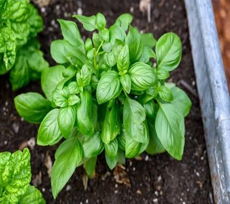 Basil Plant Seeds Heirloom Non-GMO High Germination Organic Garden Seeds for Planting