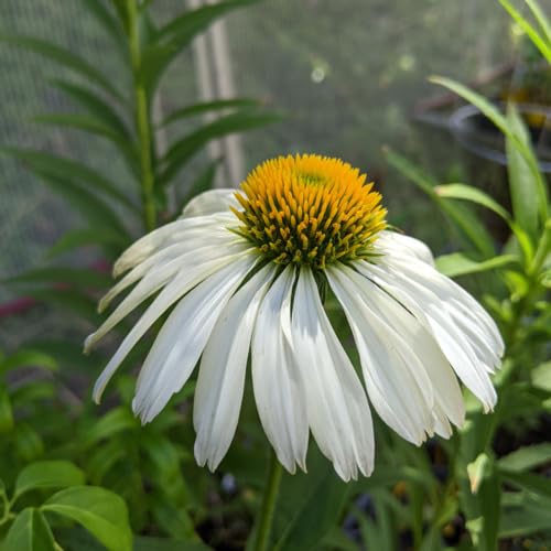 Cone Flower Seeds White for Planting – Heirloom Non-GMO High Germination Seeds