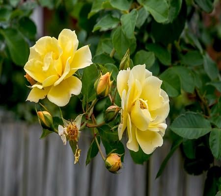 Rose Flower Seeds Yellow – Heirloom, Non-GMO, High Germination Seeds for Planting