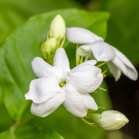 Jasminum Sambac Flower Seeds – Heirloom, Non-GMO, High Germination Seeds